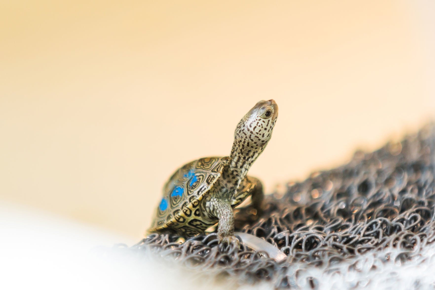 041018_Terrapins